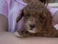 2 AYLIK YAVRU TOY POODLE