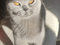 Yaklaşık 3 yaşında british shorthair kısır değil