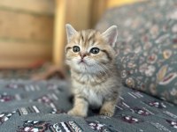 Saf Irk British Shorthair