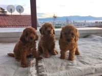 Toy poodle yavrular