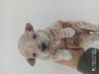 Maltipoo bebekler 30 günlük