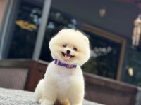 En tatlı Pomeranian Boo