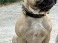FCI/KIF A Şecere Belgeli Show Class Erkek French Bulldog
