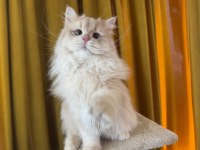 Sevimli british longhair kedimiz paşa