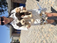 Lagotto yavrularım sağlık ve ırk garantilidir