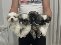 Son İki Pug Yavru