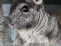 Chinchilla (çinçila) tavşanı