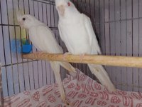 Albino Takım Ve Wifi Takım Sultan Papağanı