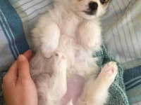 Yavru Morkie