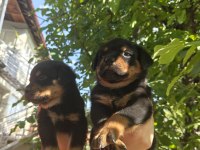 Koca kafa rottweiler yavruları