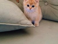 British shorthair golden