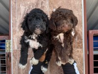 Logotto yavrularımız