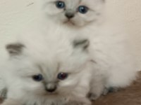 Dişi safkan british longhair