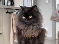 Dişi Ve Erkek British Longhair
