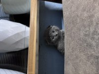 2 aylık scottish fold