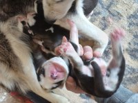 Has husky yavrusu yer afyon iscehisar