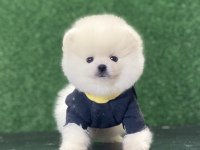 POMERANİAN