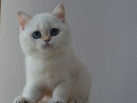 Dişi Golden Brıtısh Shorthaır
