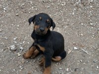 Kızıl ve siyah doberman yavrular
