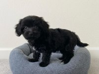 Toy poodle black yavrular