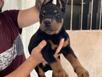 Üst Kalite Doberman Yavruları