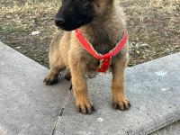 Harika belçika kurdu yavru