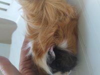 Anne altından kendi guinea pig yavrularım