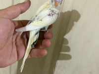 34 GÜNLÜK KUSURSUZ BEBEK MUHABBET KUŞU