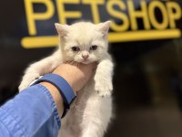 Britsh shorthair yavrular iki aylık