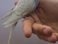 Yavru atıştırmalık muhabbet kuşları