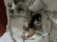 Eş exotic shorthair kediler