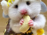 Aynı Gün Adrese Teslim Hamster Yavru ve Setleri
