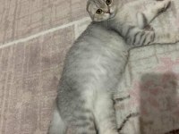 Scottish fold silver 6 yaşında