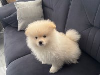 Erkek Aşılı Wc Eğitimi Başladı Ayıcık Surat Pomeranian
