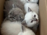 British longhair yavru Antalya