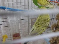 2 dişi 1 erkek muhabbet kuşu
