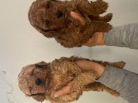 Red toy poodle bebekler