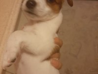 Jack Russell