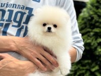 Ayıcık Surat Pomeranian