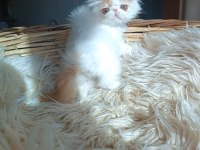 Show kalite iran persian kedisi
