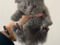 Scottish fold dişi 48 günlük