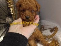 Safkan Toy Poodle