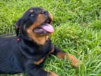 Koca Kafa Rottweiler Yavrular