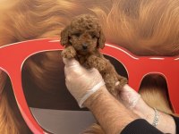 Toy Poodle Babyface Yavrularımız