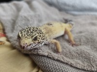 Uysal Gecko