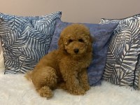 Minyatür Poodle Orijinal