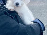 Maltese terrier Rus finosu kırması oğlumuza yuva