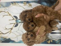 Kaliteli toy poodle bebekler