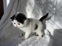 Safkan mükemmel exotic shorthair bebeğim