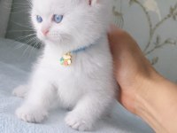 Maviş gözlü scottish fold biblolarım